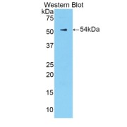 Western blot analysis of recombinant Mouse KLK6 Protein.