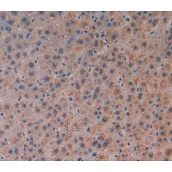 Lymphotactin (Lptn) Antibody