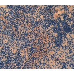 Neuregulin 1 (NRG1) Antibody