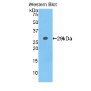 abx101003