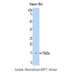 Neuropilin 1 (NRP1) Antibody