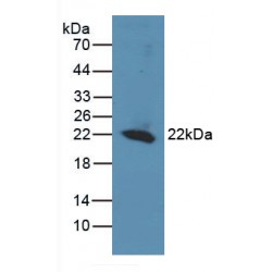 DNA Repair Protein REV1 (REV1) Antibody