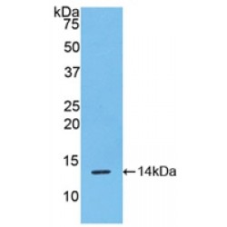 R-Spondin 1 (RSPO1) Antibody