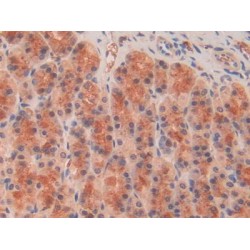 R-Spondin 1 (RSPO1) Antibody