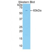 Western blot analysis of recombinant Human SULF2 protein.