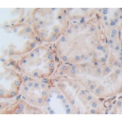 Thrombomodulin (THBD) Antibody