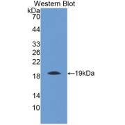 abx101042