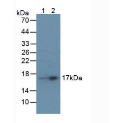 Transthyretin (TTR) Antibody