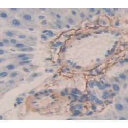 Transthyretin (TTR) Antibody
