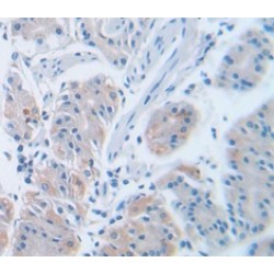 Peptidylprolyl Isomerase A / CYPA (PPIA) Antibody