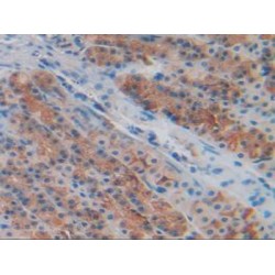 Peptidylprolyl Isomerase D / CYPD (PPID) Antibody