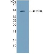 Western blot analysis of recombinant Human NPY.