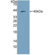 Western blot analysis of recombinant Human NPY.