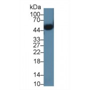 Western blot analysis of Mouse Heart lysate, using Mouse ORM2 Antibody (1 µg/ml) and HRP-conjugated Goat Anti-Rabbit antibody (<a href="https://www.abbexa.com/index.php?route=product/search&amp;search=abx400043" target="_blank">abx400043</a>, 0.2 µg/ml).