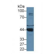 Western blot analysis of Mouse Liver lysate, using Mouse PON1 Antibody (1 µg/ml) and HRP-conjugated Goat Anti-Rabbit antibody (<a href="https://www.abbexa.com/index.php?route=product/search&amp;search=abx400043" target="_blank">abx400043</a>, 0.2 µg/ml).