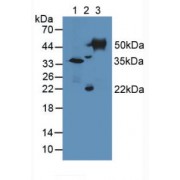 Western blot analysis of (1) Mouse Kidney Tissue, (2) Mouse Ovary Tissue and (3) Mouse Testis Tissue.