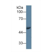 Western blot analysis of Mouse Serum, using Mouse AGT Antibody (1 µg/ml) and HRP-conjugated Goat Anti-Rabbit antibody (<a href="https://www.abbexa.com/index.php?route=product/search&amp;search=abx400043" target="_blank">abx400043</a>, 0.2 µg/ml).