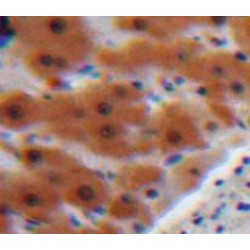 Angiotensinogen (AGT) Antibody