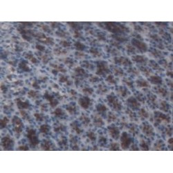 Angiotensinogen (AGT) Antibody