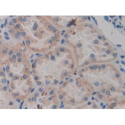 Amine Oxidase Copper Containing 1 (AOC1) Antibody