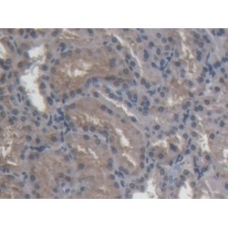 Amine Oxidase Copper Containing 1 (AOC1) Antibody