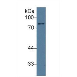 Amine Oxidase Copper Containing 1 (AOC1) Antibody