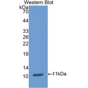 Western blot analysis of the recombinant Pig AOC1/DAO Protein.