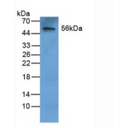 Western blot analysis of Human Liver Tissue.