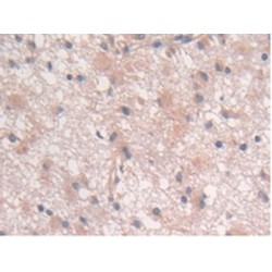 Interleukin 10 (IL10) Antibody