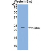 Western blot analysis of recombinant Cow IL10.