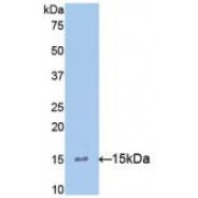 Western blot analysis of recombinant Mouse IL15.