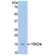 Western blot analysis of recombinant Mouse IL15.