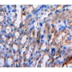 Interleukin 15 (IL15) Antibody