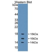 Western blot analysis of the recombinant protein.