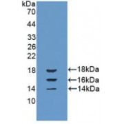 Western blot analysis of recombinant Cow IL15.