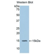 abx101184