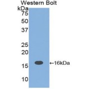 abx101187