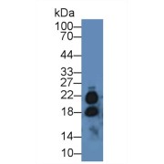abx101188