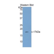 abx101190