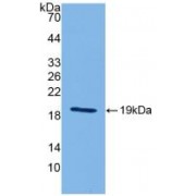 Western blot analysis of recombinant Mouse IL18.