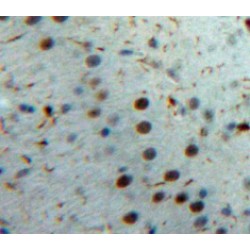 Interleukin 33 (IL33) Antibody