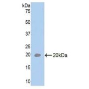 Western blot analysis of recombinant Rat IL33.