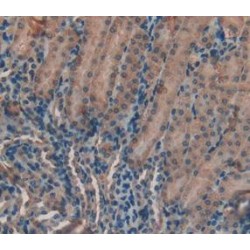 Lactoperoxidase (LPO) Antibody