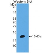 Western blot analysis of recombinant Human MPO Protein.