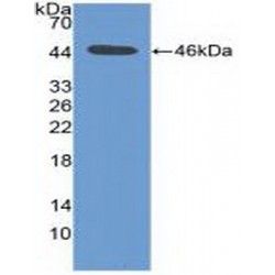 Serine/Threonine-Protein Kinase Pim-1 (PIM1) Antibody