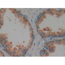 Proteoglycan 4 (PRG4) Antibody