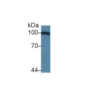 Western blot analysis of Human HeLa cell lysate, using Cow TNPO1 Antibody (5 µg/ml) and HRP-conjugated Goat Anti-Rabbit antibody (<a href="https://www.abbexa.com/index.php?route=product/search&amp;search=abx400043" target="_blank">abx400043</a>, 0.2 µg/ml).