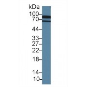 Western blot analysis of Pig Cerebrum lysate, using Human CDHH Antibody (1.5 µg/ml) and HRP-conjugated Goat Anti-Rabbit antibody (<a href="https://www.abbexa.com/index.php?route=product/search&amp;search=abx400043" target="_blank">abx400043</a>, 0.2 µg/ml).
