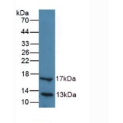 Western blot analysis of recombinant Human LIPC.