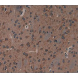 Vasopressin-Neurophysin 2-Copeptin (AVP) Antibody